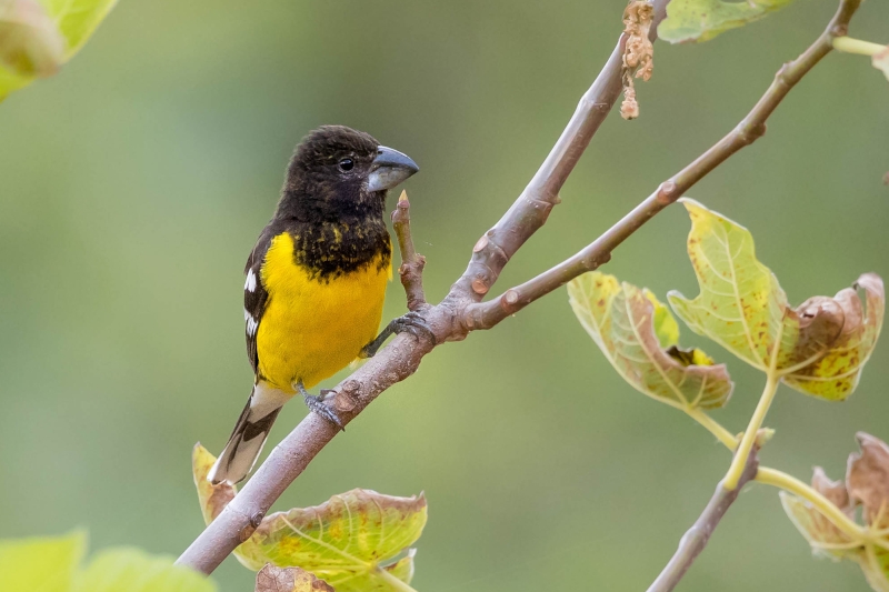 Black-backed Grosbeak