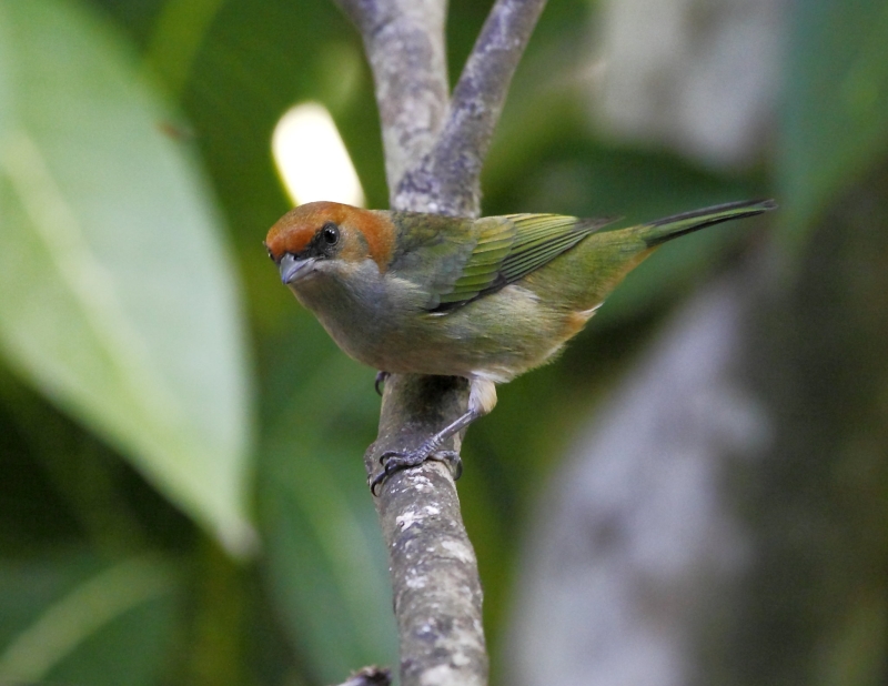 Black-backed Tanager