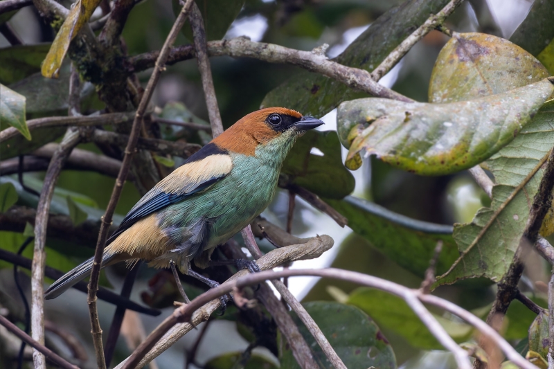 Black-backed Tanager