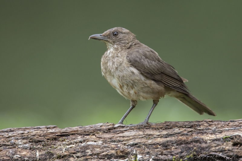 Black-billed Thrush