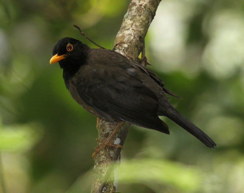 Black-hooded Thrush