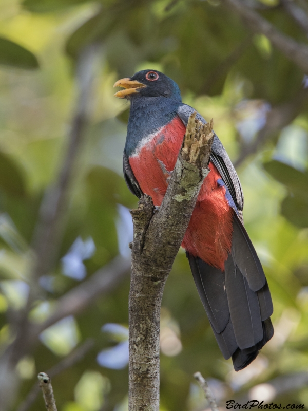 Black-tailed Trogon