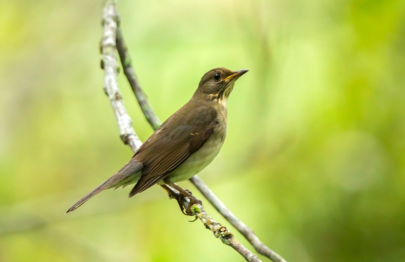 Blacksmith Thrush