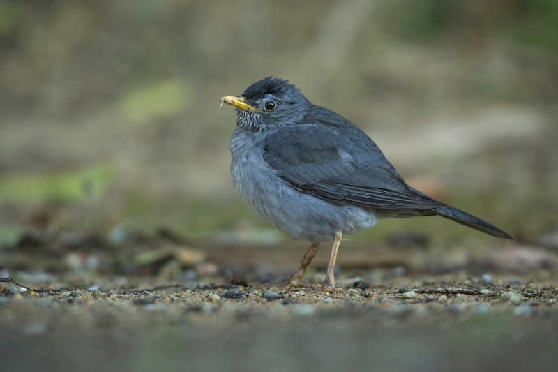 Blacksmith Thrush