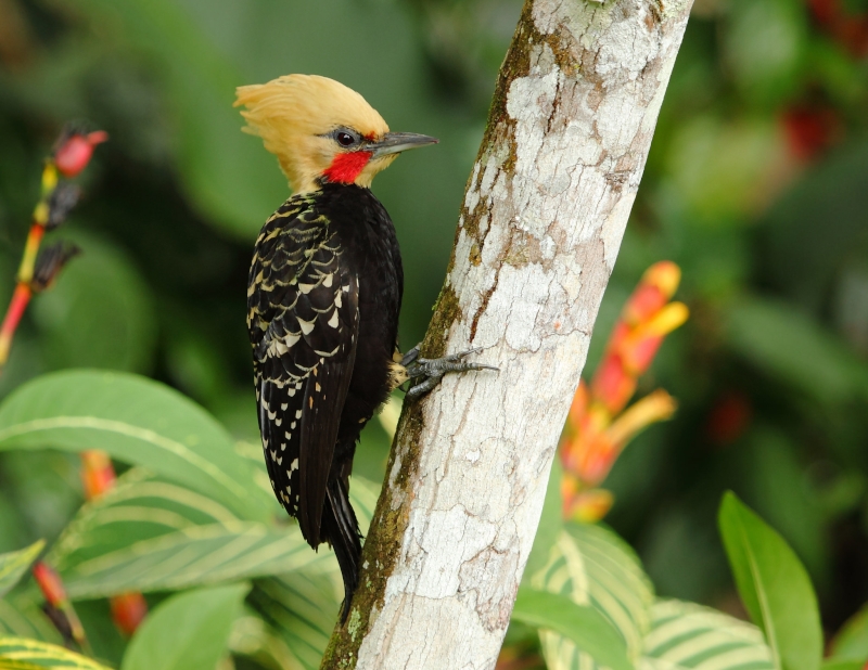 Blond-crested Woodpecker