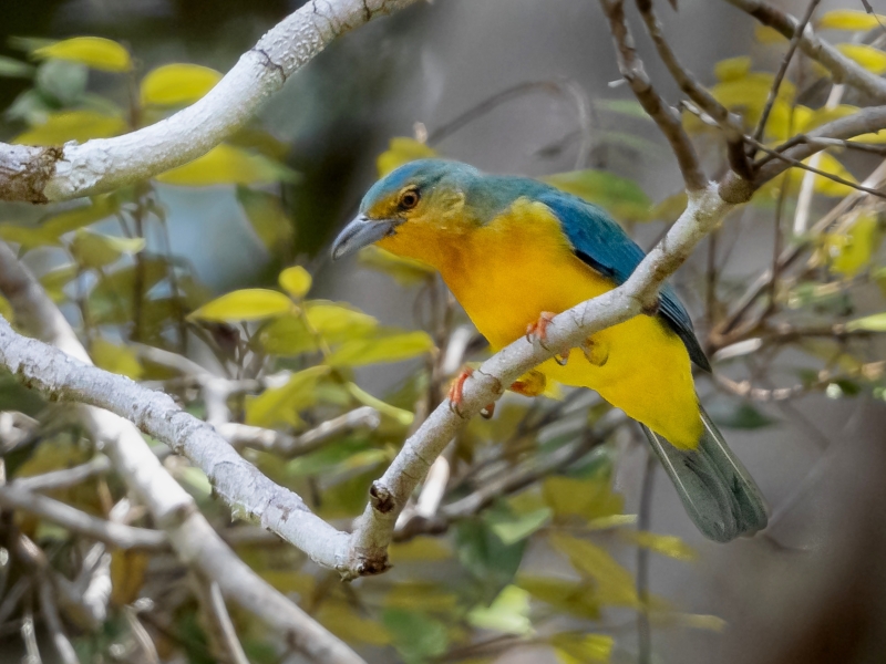 Blue-backed Tanager