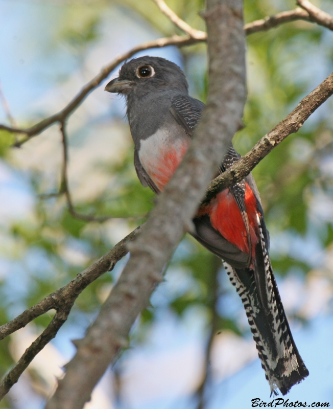 Blue-crowned Trogon