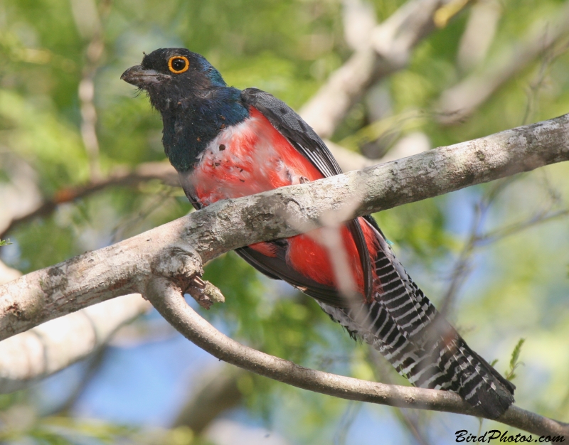 Blue-crowned Trogon