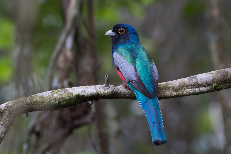 Blue-crowned Trogon