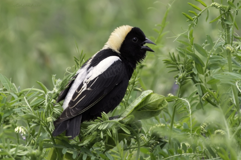 Bobolink