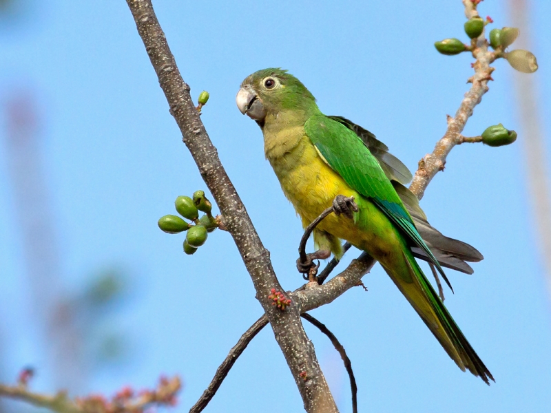 Caatinga Parakeet