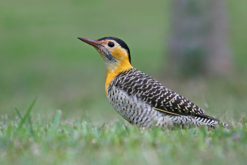 Campo Flicker