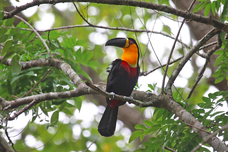 Channel-billed Toucan