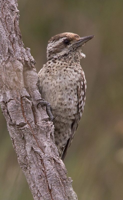 Checkered Woodpecker