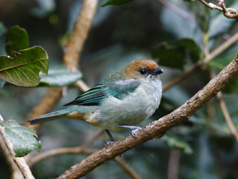 Chestnut-backed Tanager