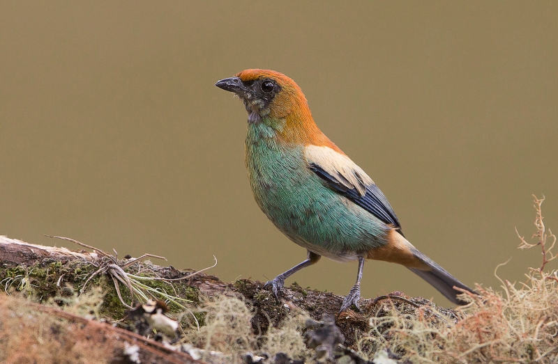 Chestnut-backed Tanager