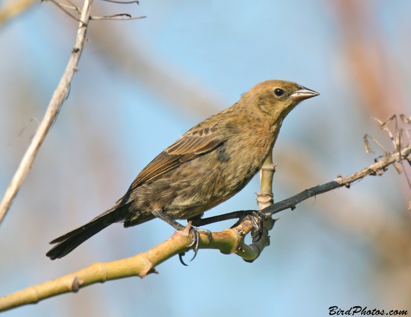 Chestnut-capped Blackbird