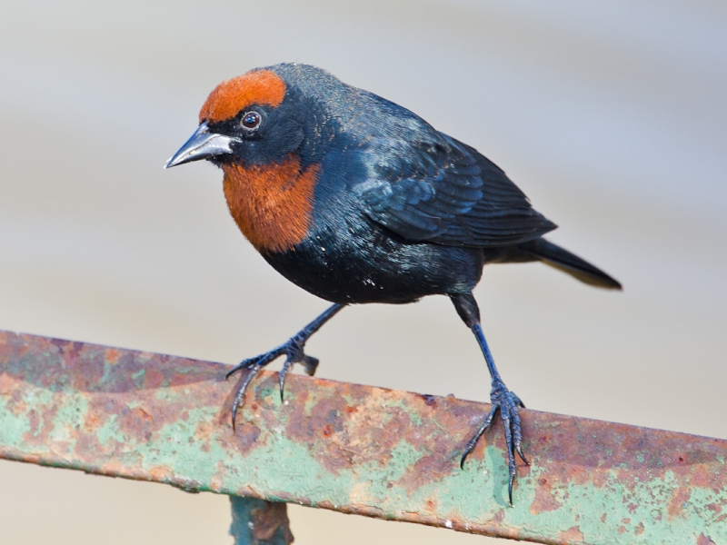 Chestnut-capped Blackbird