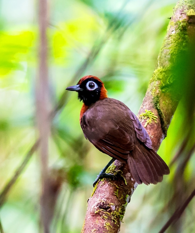 Chestnut-crested Antbird