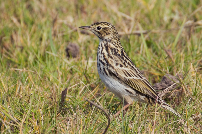 Correndera Pipit