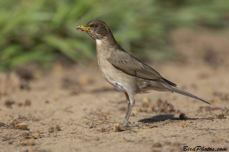 Creamy-bellied Thrush