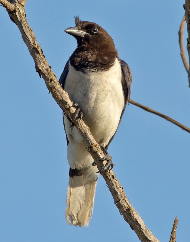 Curl-crested Jay