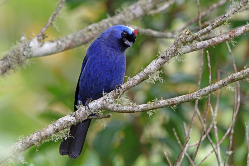 Diademed Tanager