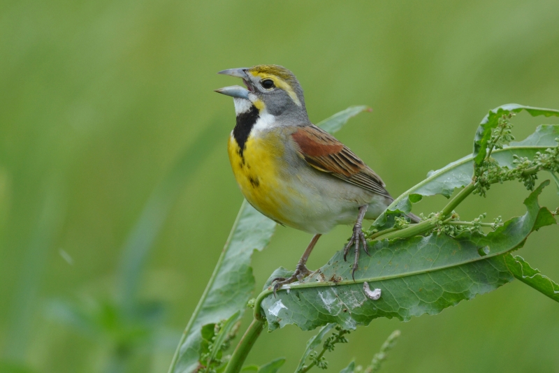 Dickcissel