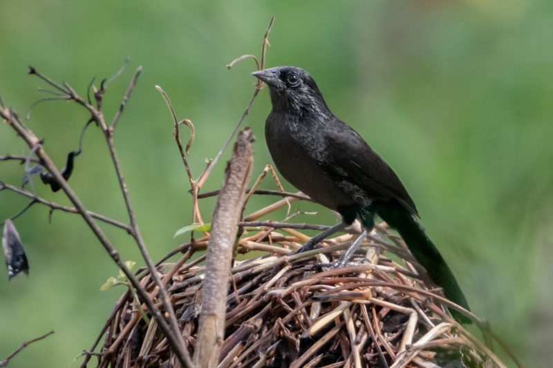 Forbes's Blackbird