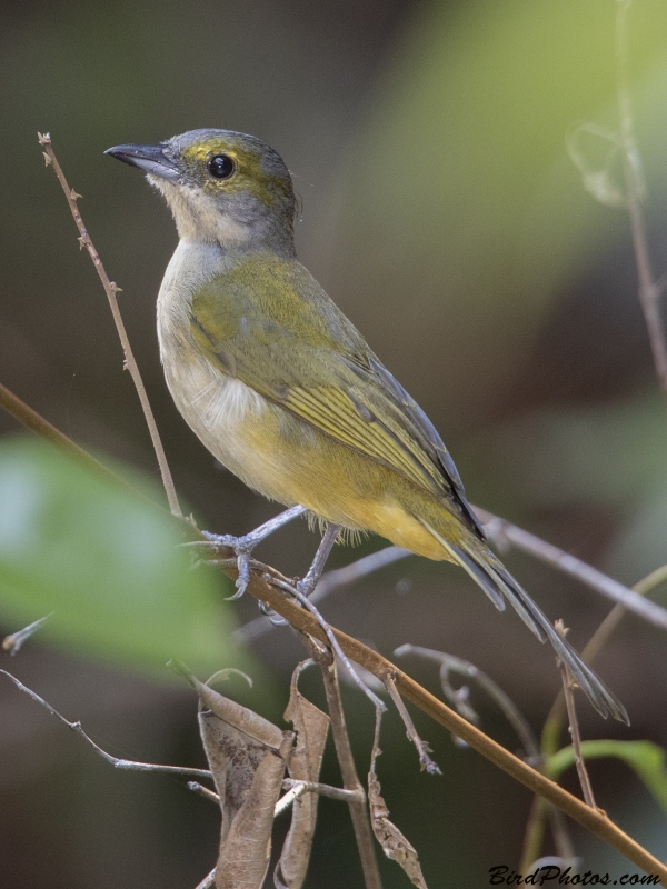 Fulvous-crested Tanager