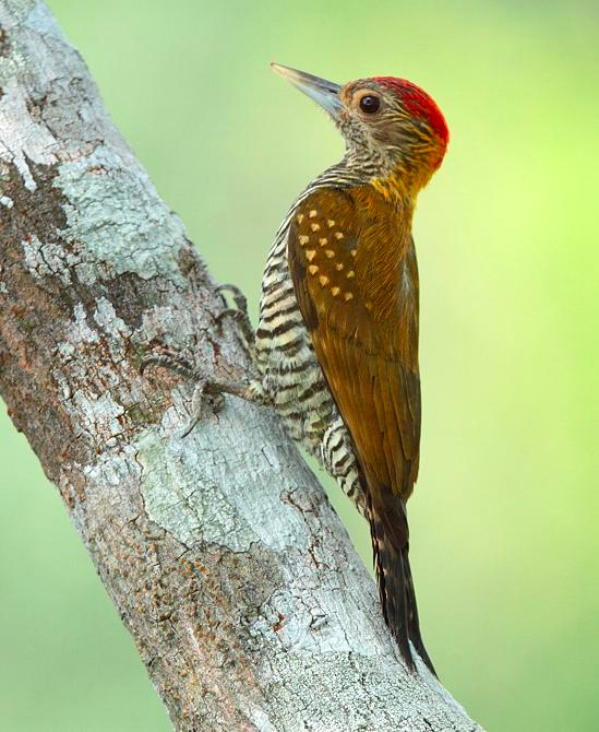 Golden-collared Woodpecker