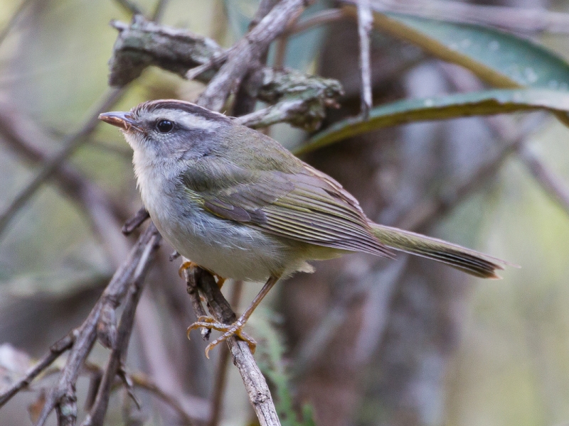 Golden-crowned Warbler