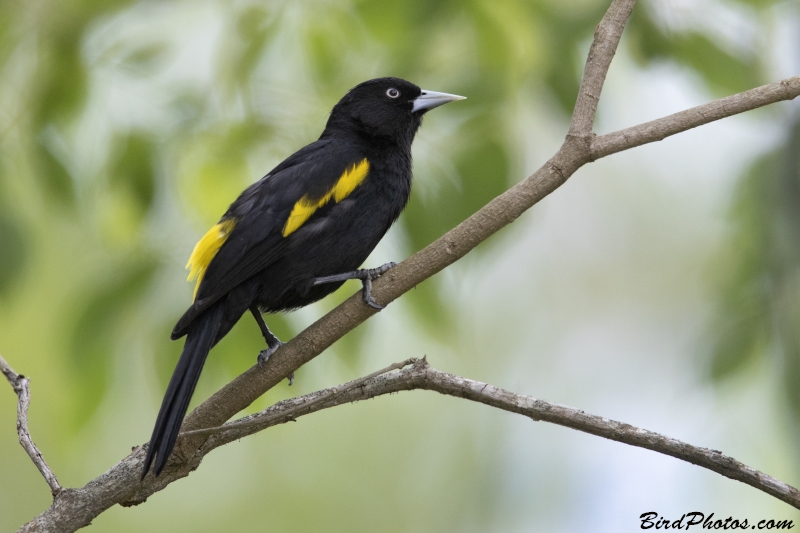 Golden-winged Cacique