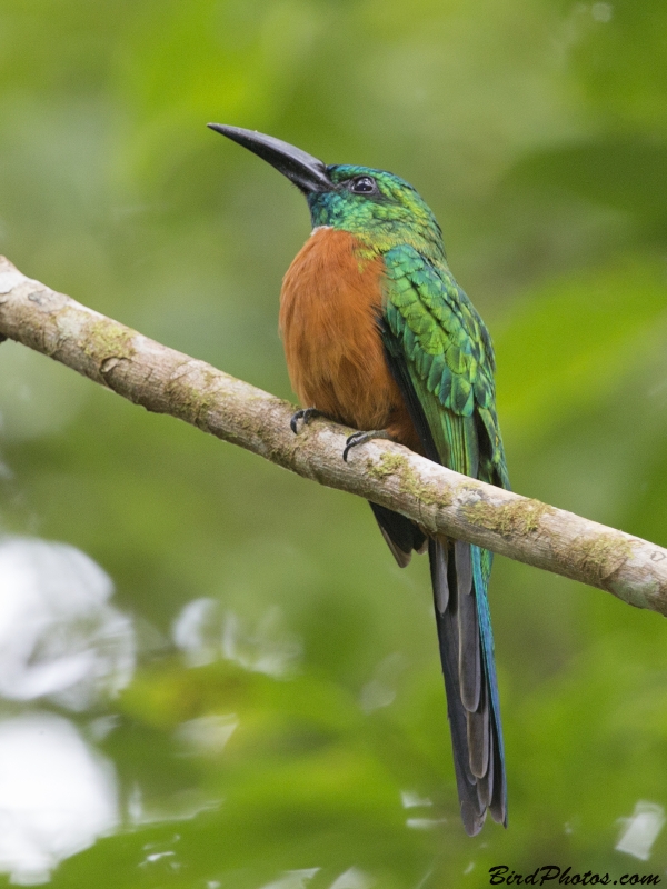 Great Jacamar