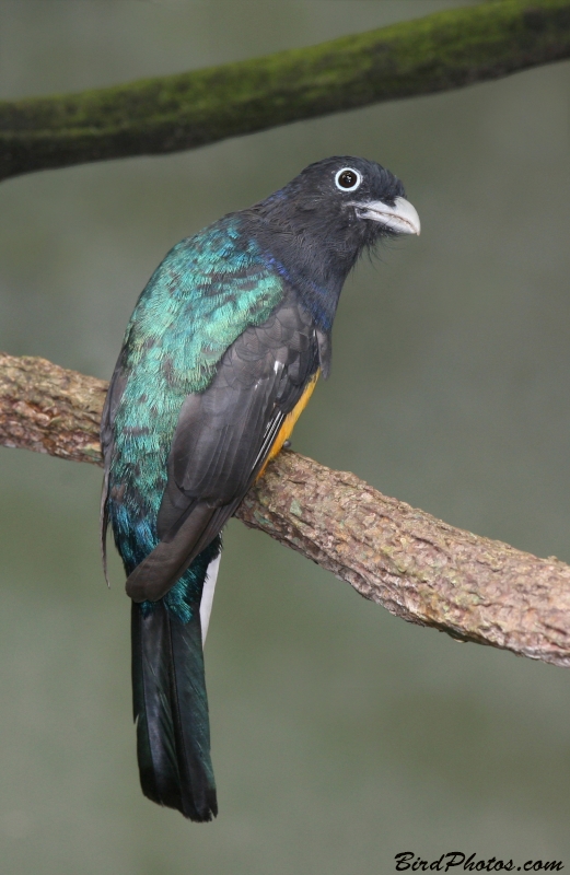 Green-backed Trogon