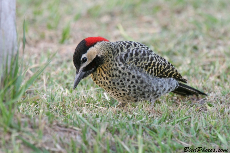 Green-barred Woodpecker