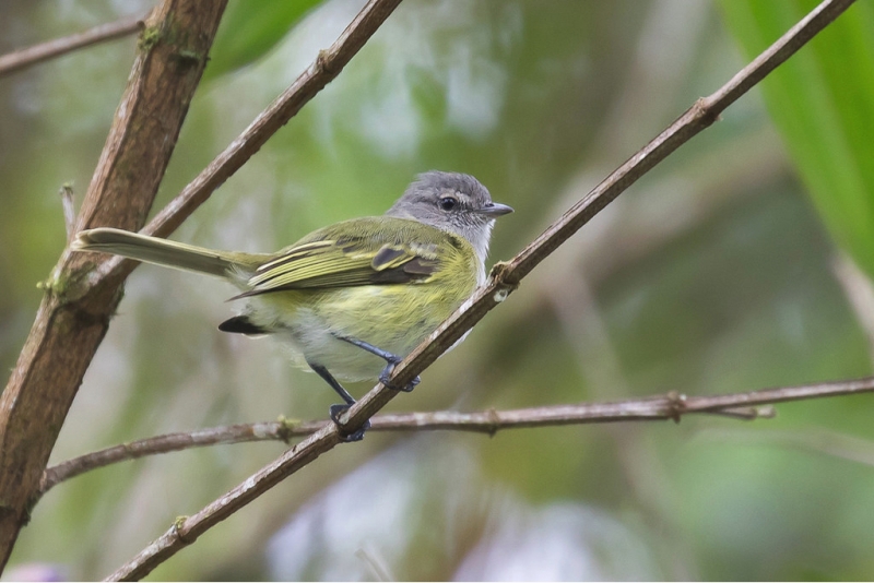 Grey-capped Tyrannulet