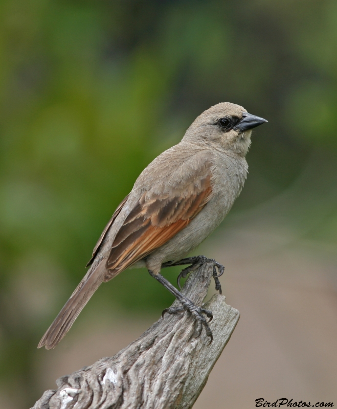 Greyish Baywing