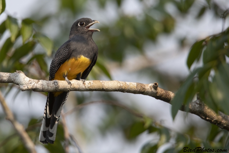 Guianan Trogon