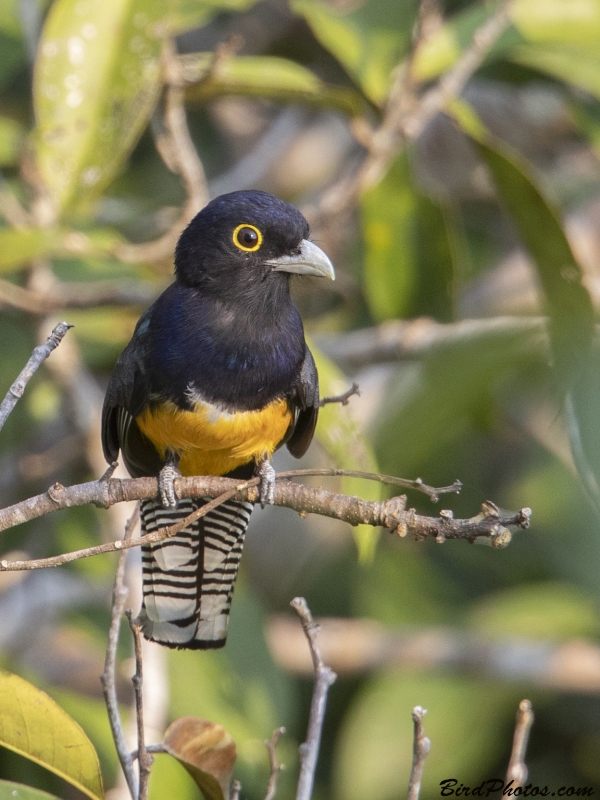 Guianan Trogon