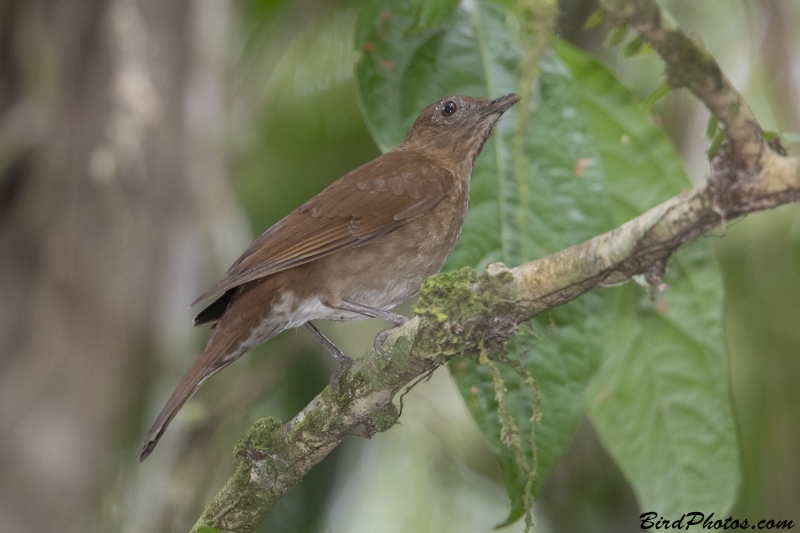 Hauxwell's Thrush