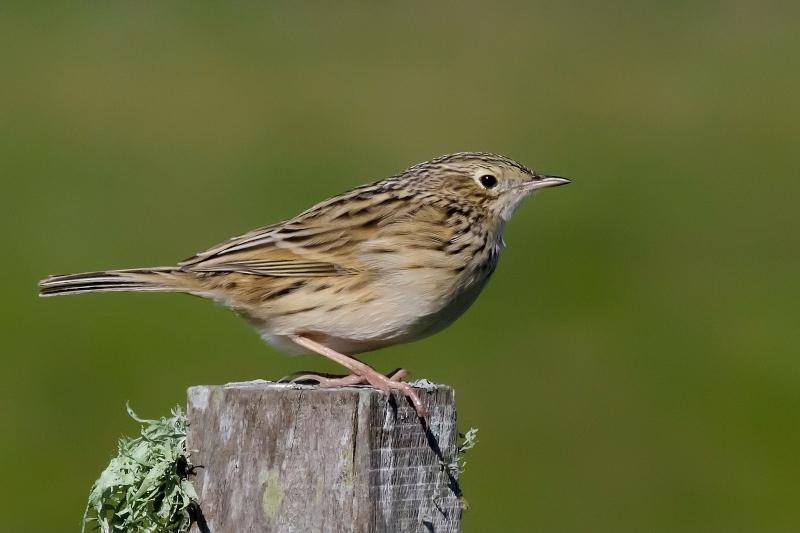 Hellmayr's Pipit