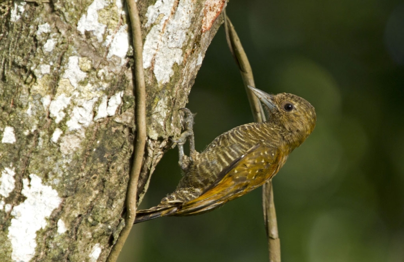 Little Woodpecker