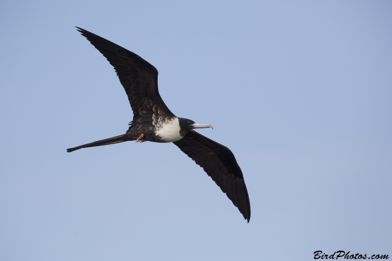 Magnificent Frigatebird