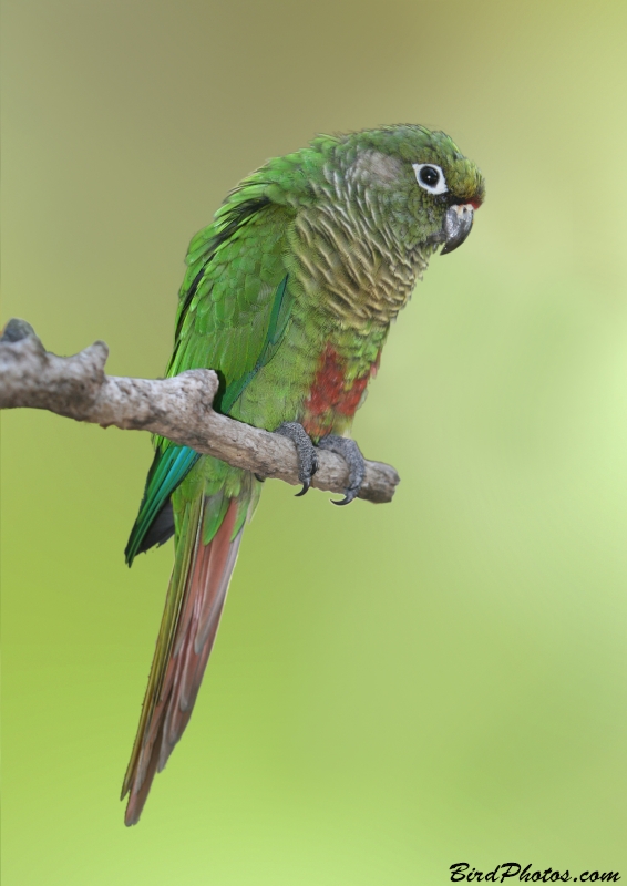 Maroon-bellied Parakeet