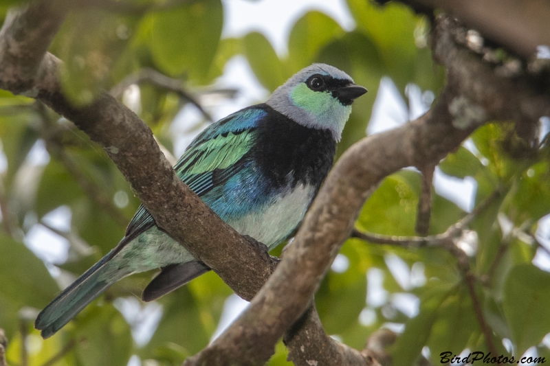 Masked Tanager