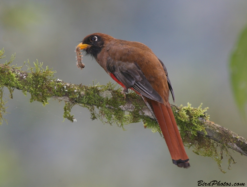 Masked Trogon