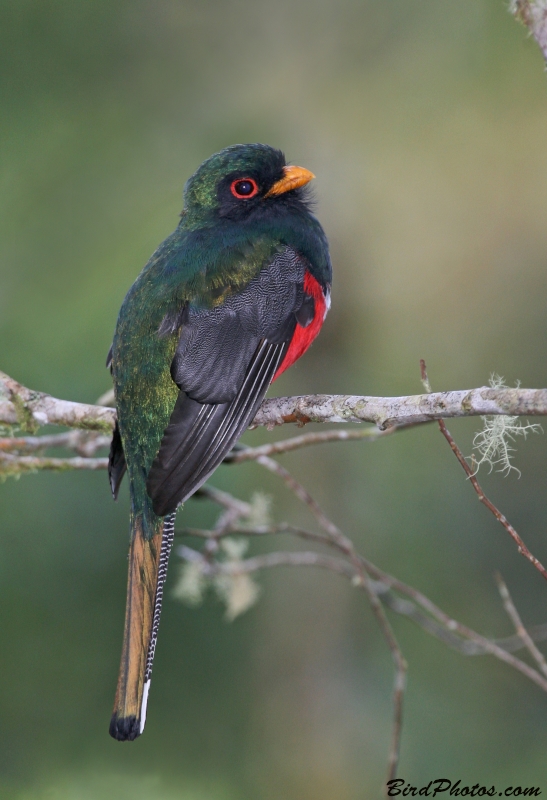 Masked Trogon