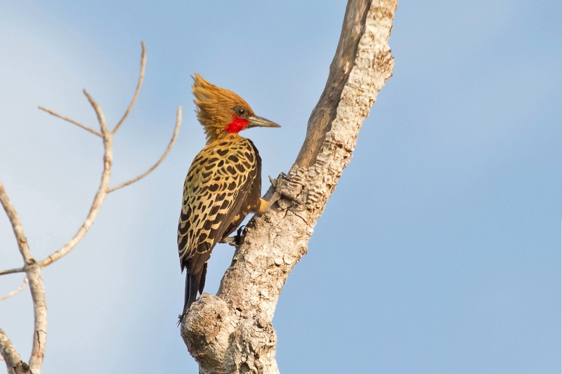 Ochre-backed Woodpecker