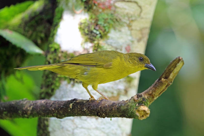 Olive-green Tanager